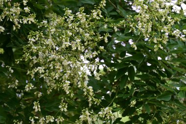 Bahçedeki ağaçtaki beyaz çiçekler 