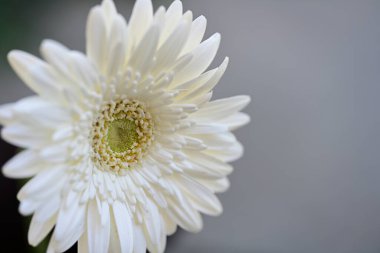 Güzel Gerbera çiçeği. Yaklaş.