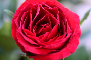 Kırmızı bir çiçeğe yaklaş. 