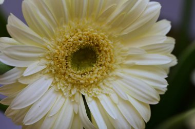 Güzel Gerbera çiçeği. Yaklaş.