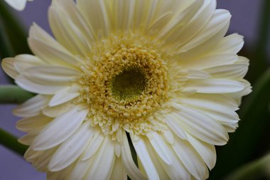 Koyu arkaplanda güzel çiçeklerin yakın çekimi 