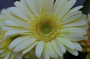 Güzel Gerbera çiçeği. Yaklaş.