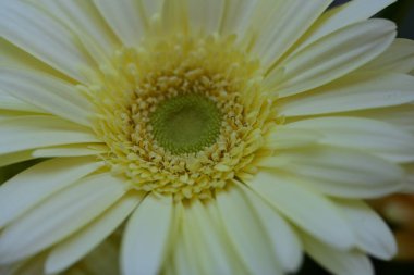 Güzel Gerbera çiçeği. Yaklaş.