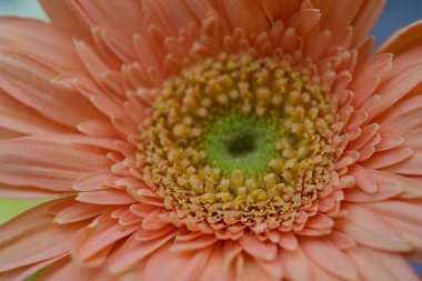 Güzel Gerbera çiçeği. Yaklaş.