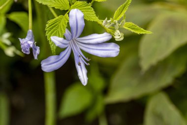 Bahçedeki güzel mor çiçek