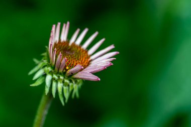 Kapatın güzel çiçekleri