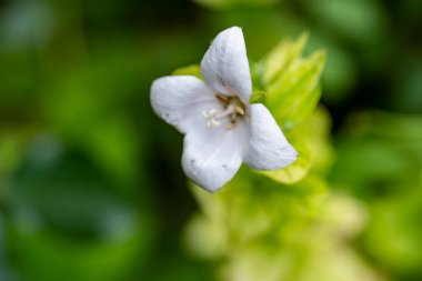 Yeşil arka planda beyaz çiçek