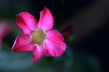 Bahçedeki güzel pembe çiçek