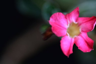 Bahçedeki güzel pembe çiçek