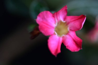 Bahçedeki güzel pembe çiçek