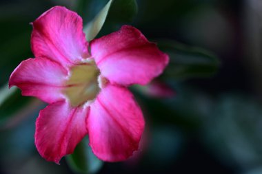 Bahçedeki güzel pembe çiçek