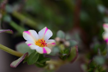 bulanık arkaplanda beyaz ve pembe Portekiz çiçekleri 