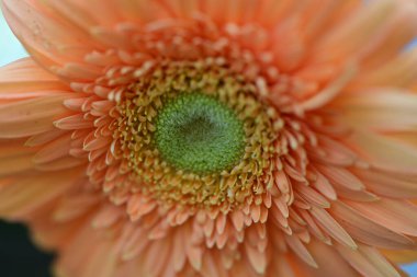 Güzel Gerbera çiçeği. Yaklaş.