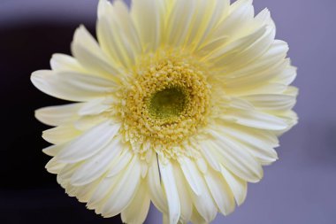 Güzel Gerbera çiçeği. Yaklaş.