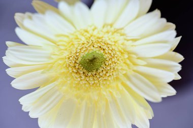 Güzel Gerbera çiçeği. Yaklaş.