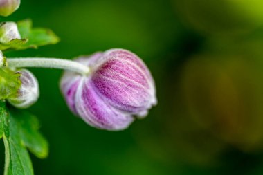 Bulanık arkaplanı olan güzel bir çiçeğin makro çekimi