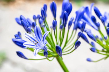 Yazın bahçedeki güzel çiçekleri kapat.