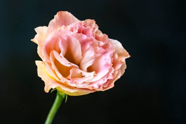 Güzel pembe gül çiçeği. Yaklaş.