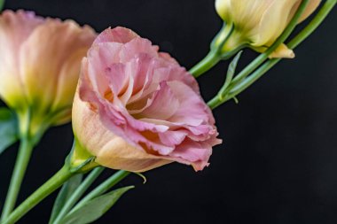 Karanlık bir arka planda Eustoma çiçeklerinin yakın çekimi