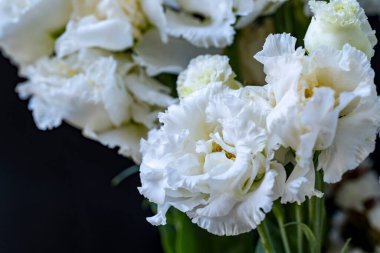 Karanlık bir arka planda Eustoma çiçeklerinin yakın çekimi