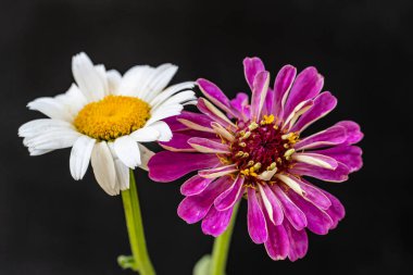 Yazın bahçedeki güzel çiçekleri kapat.