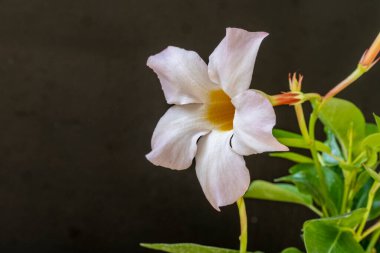 Koyu arkaplanda güzel narin çiçeğin yakın plan görüntüsü           
