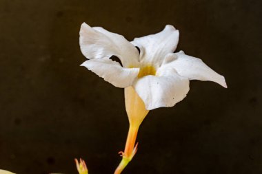 Koyu arkaplanda güzel narin çiçeğin yakın plan görüntüsü           