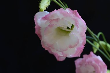 Karanlık bir arka planda Eustoma çiçeklerinin yakın çekimi