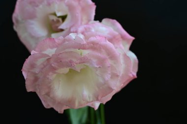 Karanlık bir arka planda Eustoma çiçeklerinin yakın çekimi