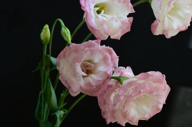 Karanlık bir arka planda Eustoma çiçeklerinin yakın çekimi