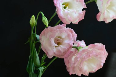 Karanlık bir arka planda Eustoma çiçeklerinin yakın çekimi