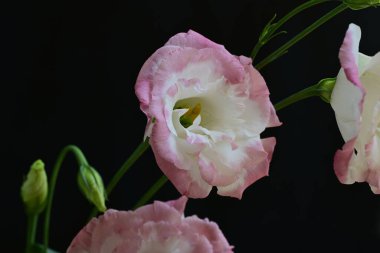 Karanlık bir arka planda Eustoma çiçeklerinin yakın çekimi