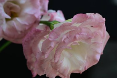 Karanlık bir arka planda Eustoma çiçeklerinin yakın çekimi