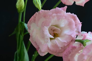 Karanlık bir arka planda Eustoma çiçeklerinin yakın çekimi