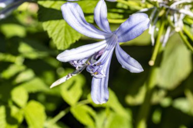 Güzel çiçeklerin yakın çekim görüntüsü, doğa konsepti arka plan 