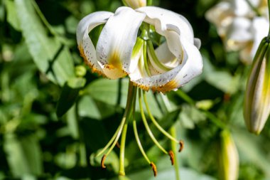 Güzel çiçeklerin yakın çekim görüntüsü, doğa konsepti arka plan 