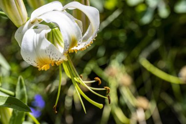 Güzel çiçeklerin yakın çekim görüntüsü, doğa konsepti arka plan 