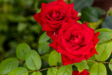 Güzel çiçeklerin yakın çekim görüntüsü, doğa konsepti arka plan 