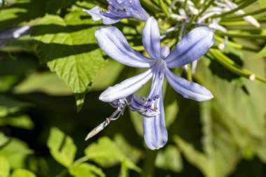 Güzel çiçeklerin yakın çekim görüntüsü, doğa konsepti arka plan 