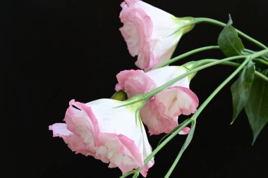 Siyah arka planda güzel Eustoma çiçeklerini kapat 