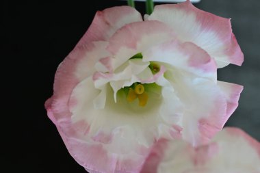 Siyah arka planda güzel Eustoma çiçeklerini kapat 