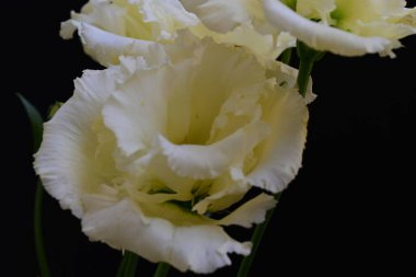 Siyah arka planda güzel Eustoma çiçeklerini kapat 