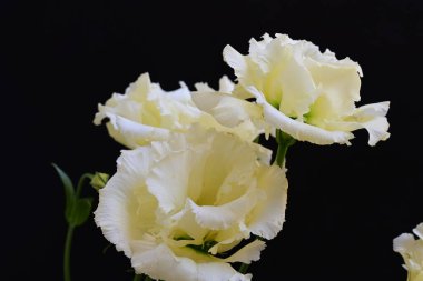 Siyah arka planda güzel Eustoma çiçeklerini kapat 