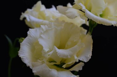 Siyah arka planda güzel Eustoma çiçeklerini kapat 