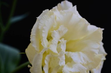 Siyah arka planda güzel Eustoma çiçeklerini kapat 