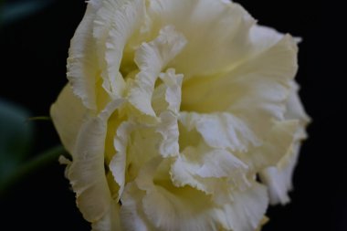 Siyah arka planda güzel Eustoma çiçeklerini kapat 