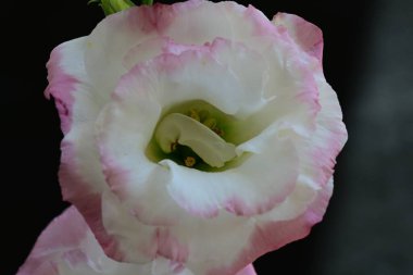 Siyah arka planda güzel Eustoma çiçeklerini kapat 