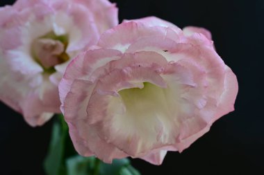 Siyah arka planda güzel Eustoma çiçeklerini kapat 