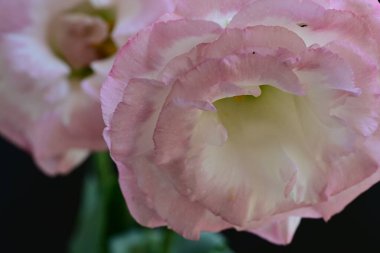 Siyah arka planda güzel Eustoma çiçeklerini kapat 