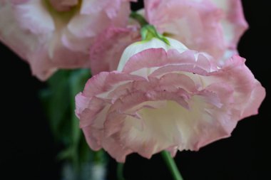 Siyah arka planda güzel Eustoma çiçeklerini kapat 